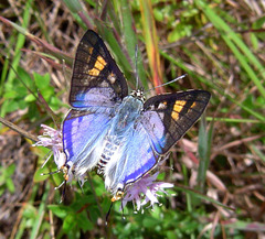Cigaritis natalensis