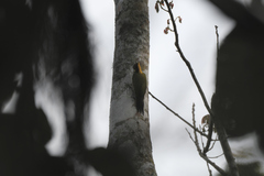 Chrysophlegma flavinucha