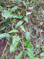 Rubus swinhoei