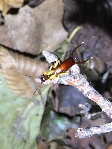 Spine-tailed Earwig