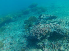 Halichoeres chierchiae