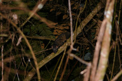 Paradoxurus musangus