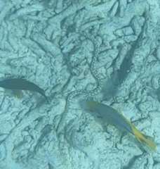 Myrichthys breviceps