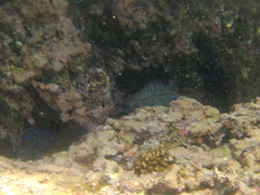 Neoniphon suborbitalis