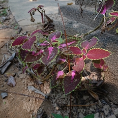 Coleus scutellarioides