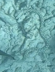 Myrichthys breviceps