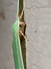 Nemoria lixaria