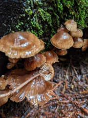 Mycena maculata