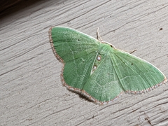 Nemoria lixaria