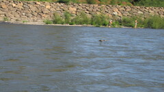 Nannopterum brasilianum