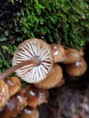 Mycena maculata