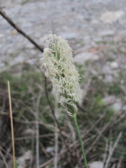 Sesleria alba