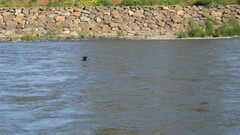 Nannopterum brasilianum