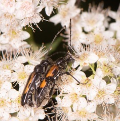 Strangalepta abbreviata