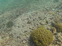 Halichoeres notospilus