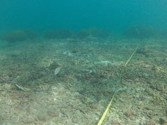 Halichoeres chierchiae