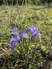 Iris planifolia