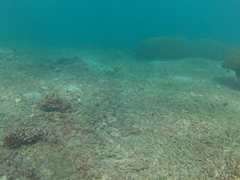 Thalassoma lucasanum