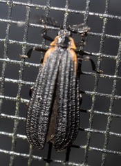 Leptoceletes basalis