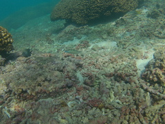 Halichoeres chierchiae