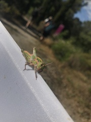 Oedaleus decorus