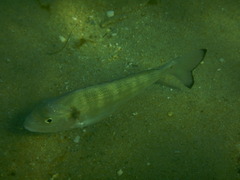 Sparus auratus
