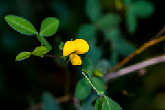 Argyrolobium tomentosum