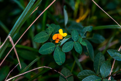 Argyrolobium tomentosum