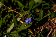 Aristea ecklonii
