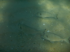 Sparus auratus