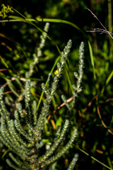 Aspalathus gerrardii