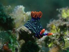 Nembrotha kubaryana