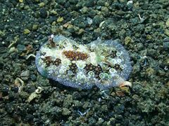 Carminodoris estrelyado