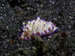 Mexichromis multituberculata