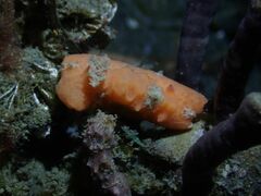 Sclerodoris tuberculata