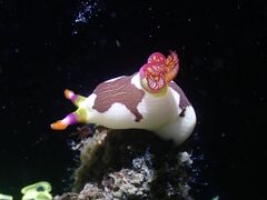 Nembrotha chamberlaini