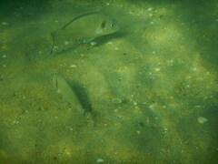 Sparus auratus