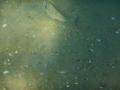 Sparus auratus