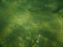 Sparus auratus