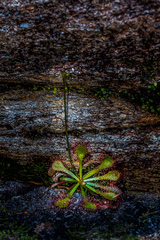 Drosera natalensis