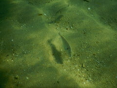 Sparus auratus