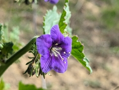 Phacelia parryi