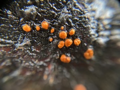 Amphilogia gyrosa