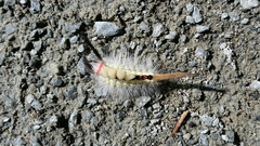 Orgyia leucostigma