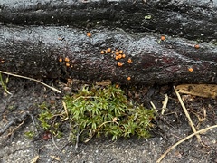 Amphilogia gyrosa