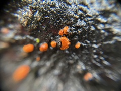 Amphilogia gyrosa