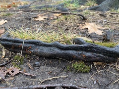 Amphilogia gyrosa