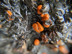 Amphilogia gyrosa