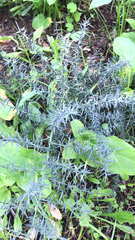 Asparagus