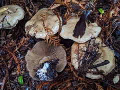 Cortinarius infractus